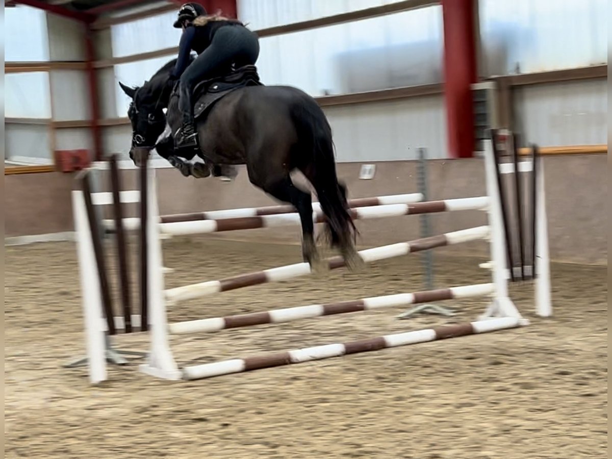 Oldenbourg Jument 7 Ans 173 cm Bai brun foncé in Vöhl