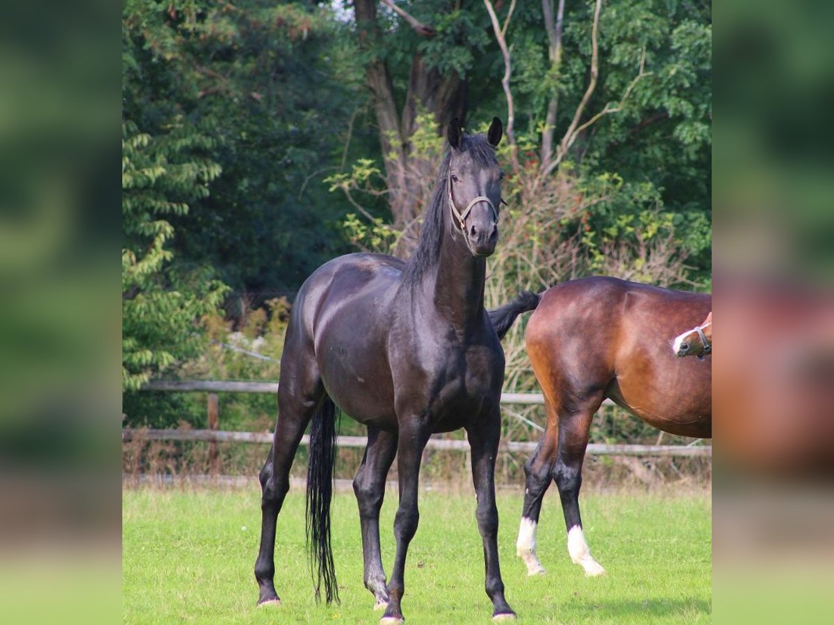 Oldenbourg Jument 7 Ans 174 cm Noir in Radeburg