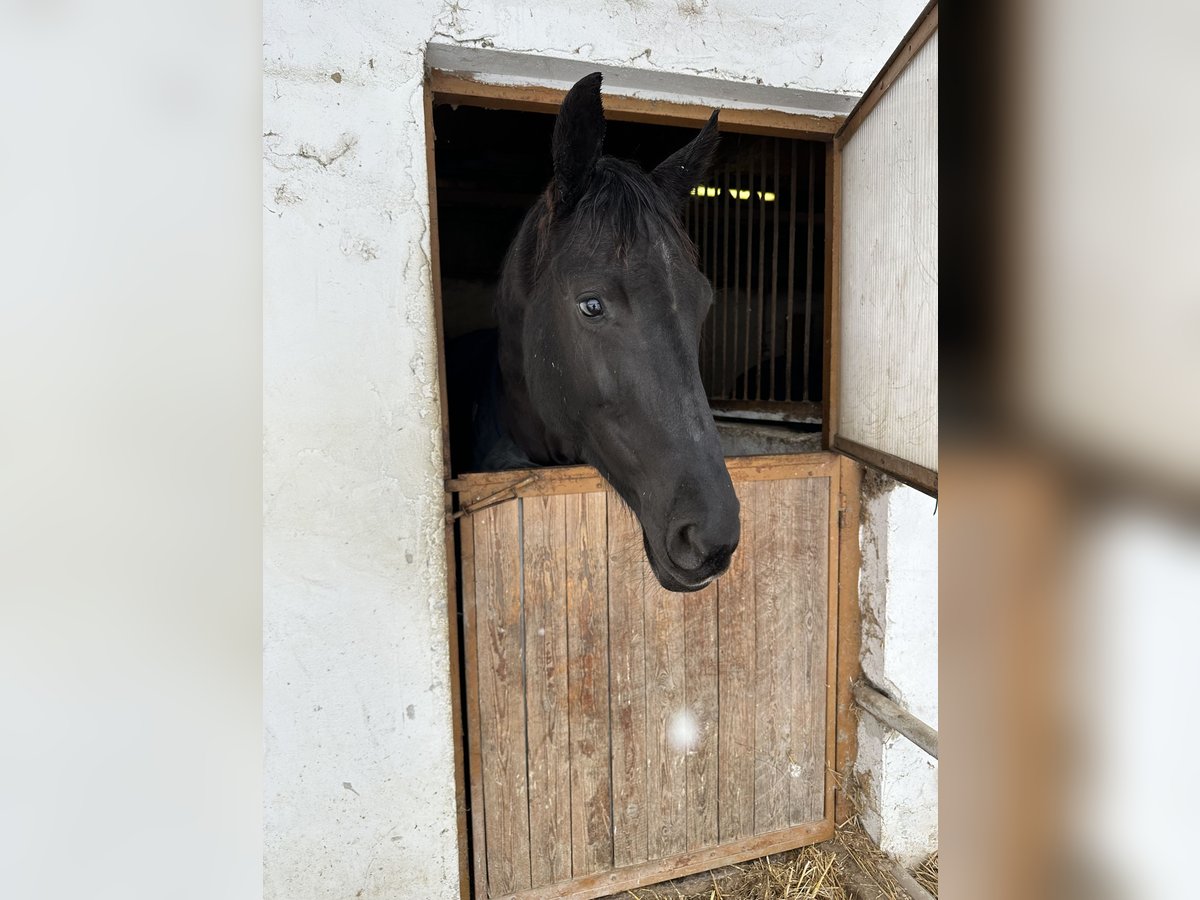 Oldenbourg Jument 7 Ans 177 cm Noir in Unterzögersdorf