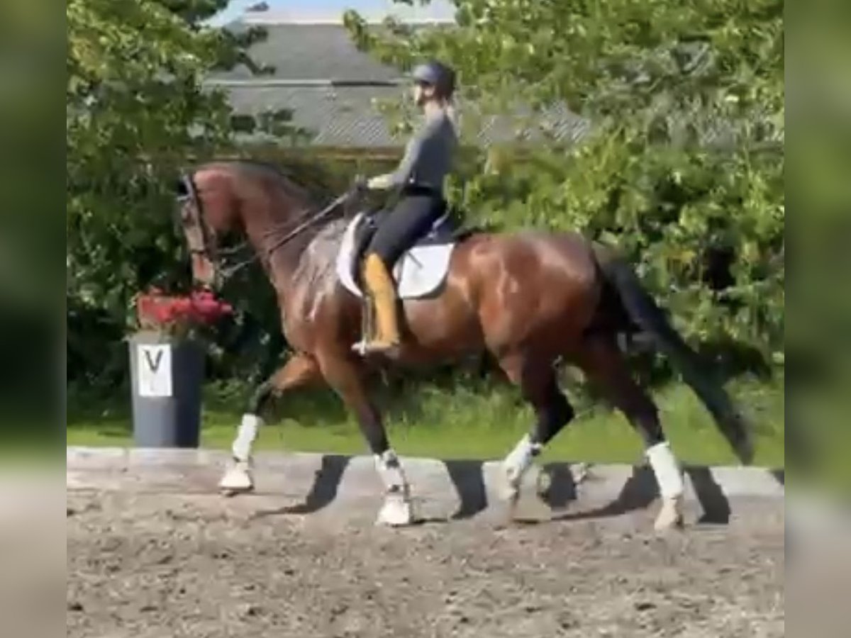 Oldenbourg Jument 7 Ans 178 cm Bai in Kronberg im Taunus