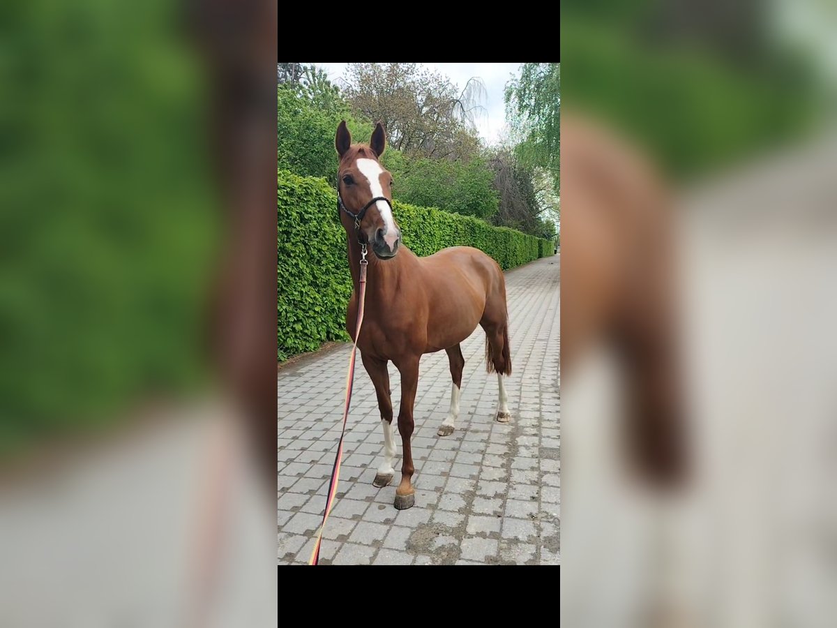 Oldenbourg Jument 8 Ans 165 cm Alezan in Bonn Niederholtorf