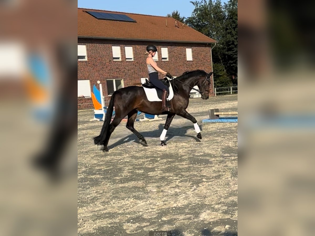 Oldenbourg Jument 8 Ans 165 cm Bai brun in Vechta