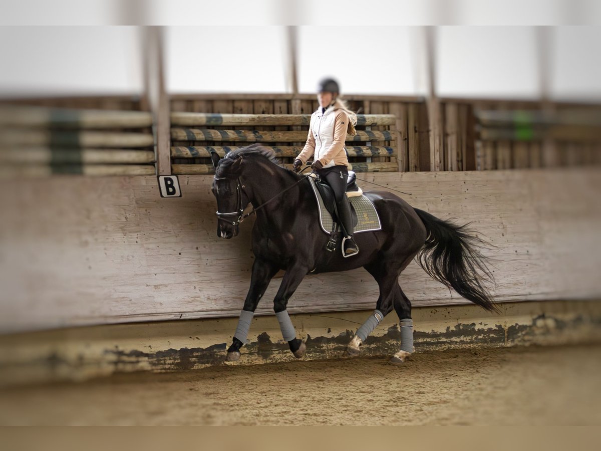 Oldenbourg Jument 8 Ans 165 cm Bai brun foncé in Hohentengen