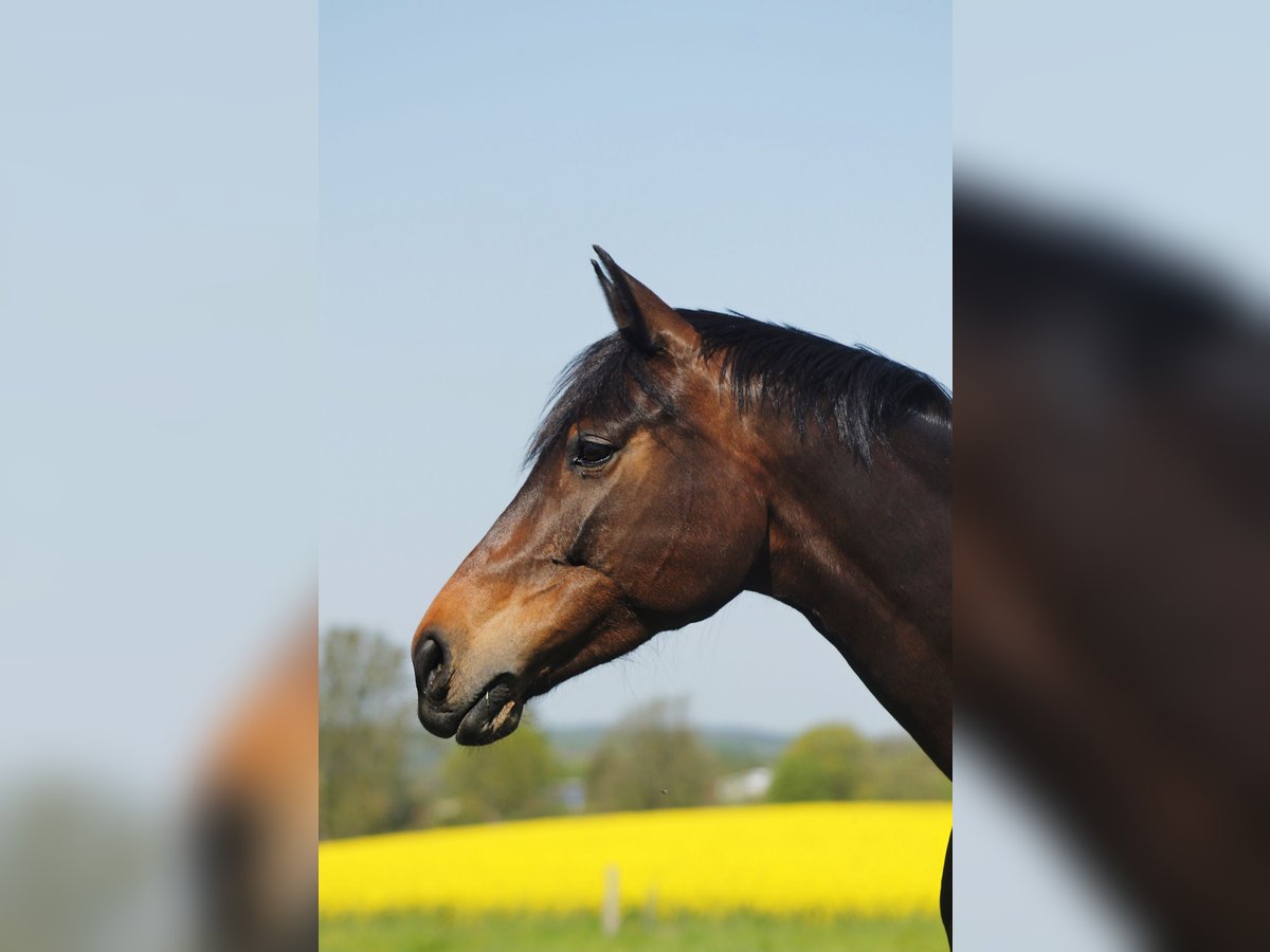 Oldenbourg Jument 8 Ans 165 cm Bai in Bad Doberan