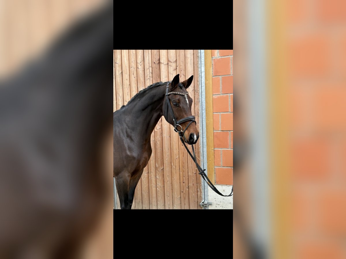 Oldenbourg Jument 8 Ans 166 cm Bai in Weimar