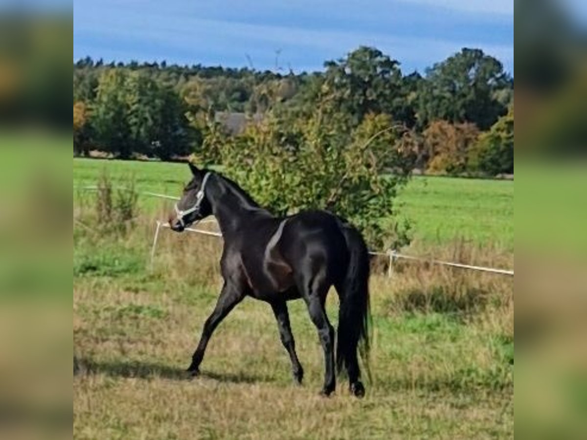 Oldenbourg Jument 8 Ans 167 cm Bai brun foncé in Kummersdorf