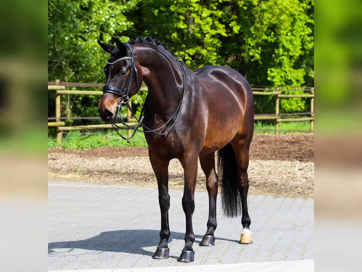 Oldenbourg Jument 8 Ans 168 cm Bai brun in Rees