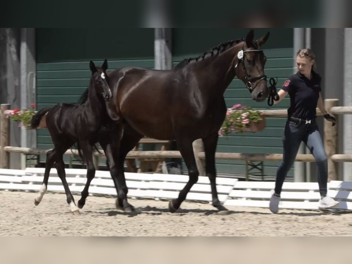 Oldenbourg Jument 8 Ans Bai brun in Tosterglope Oldenbourg Jument 8 Ans Bai brun in Tosterglope