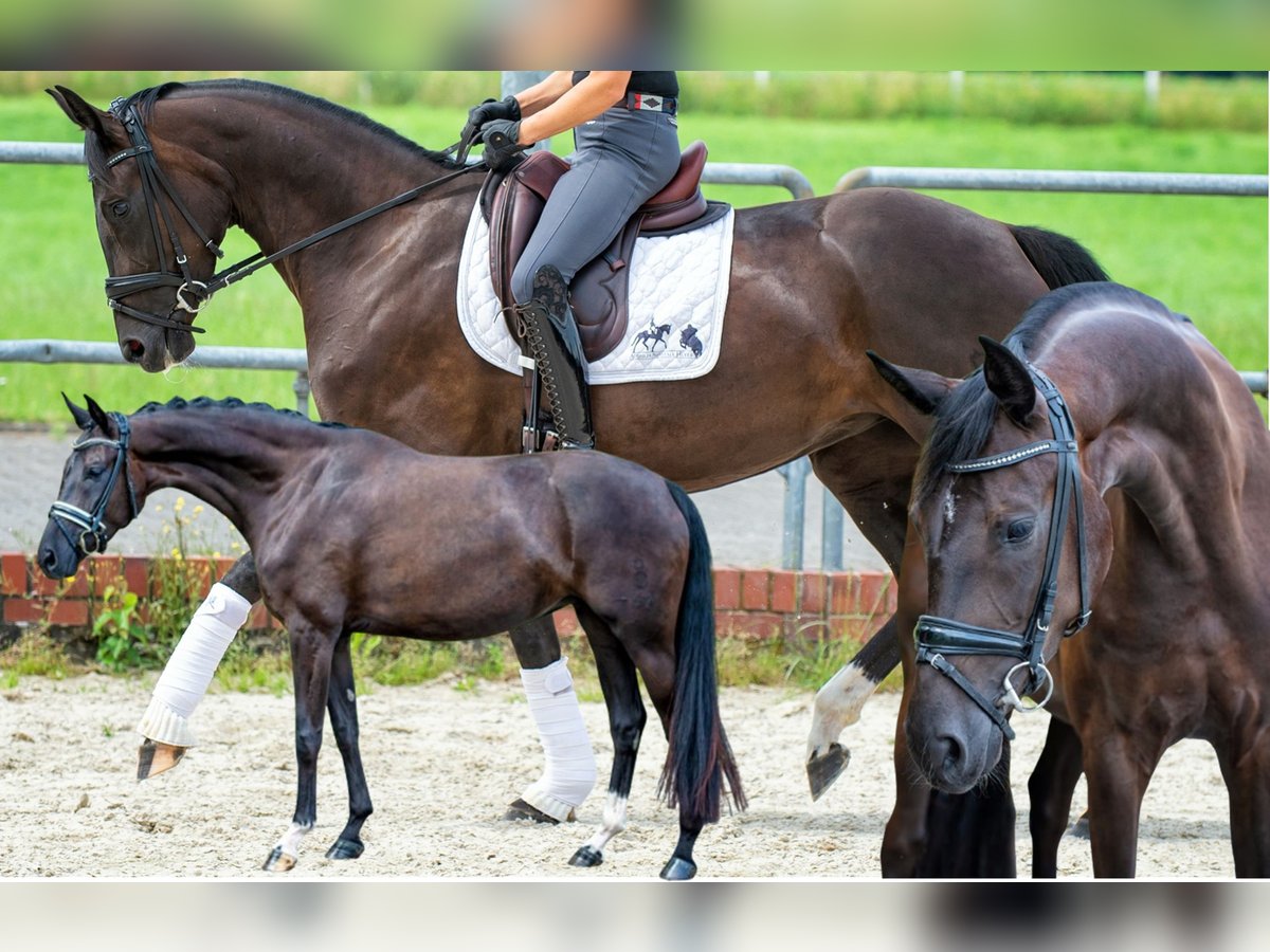 Oldenbourg Jument 8 Ans in Vechta