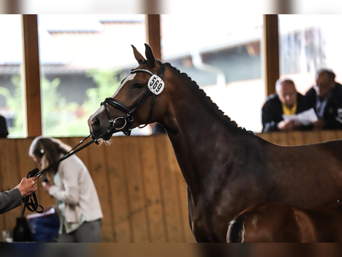 Oldenbourg Jument 9 Ans 163 cm Bai in Wildeshausen