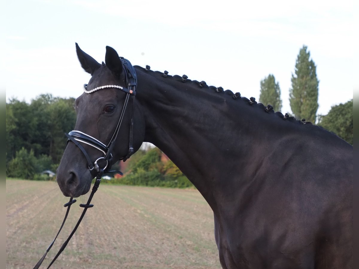 Oldenbourg Jument 9 Ans 168 cm Noir in Bramsche