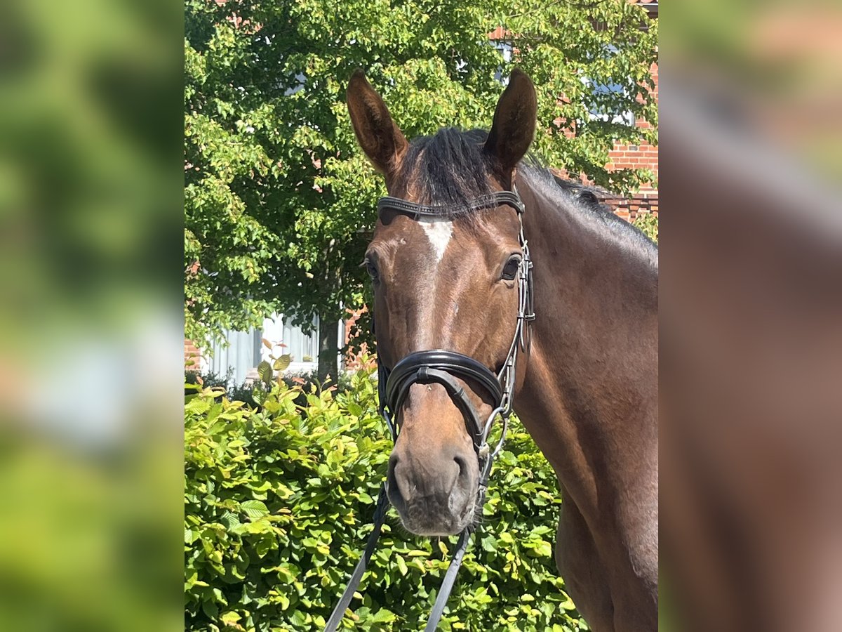 Oldenbourg Jument 9 Ans 170 cm Alezan brûlé in Hilgermissen