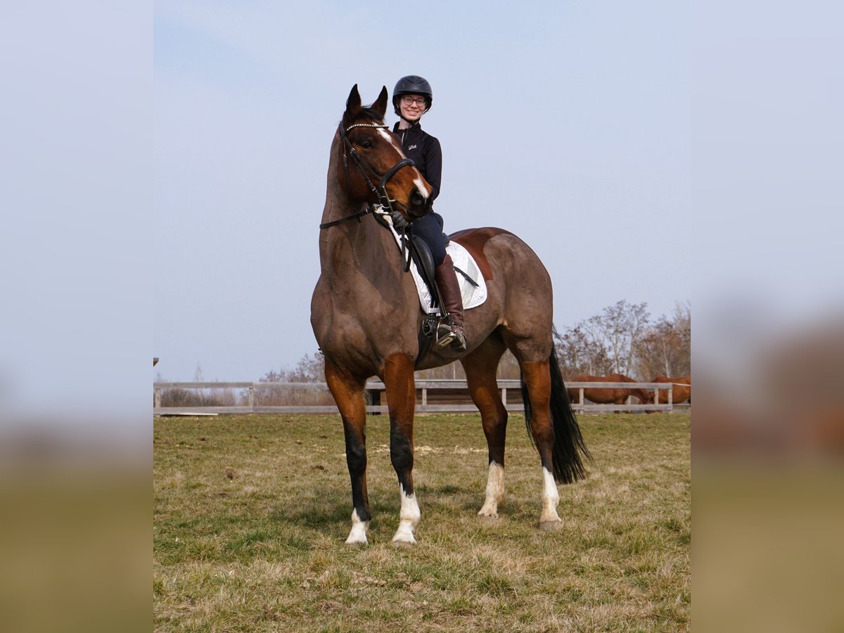 Oldenbourg Jument 9 Ans 172 cm Bai brun in Leipzig