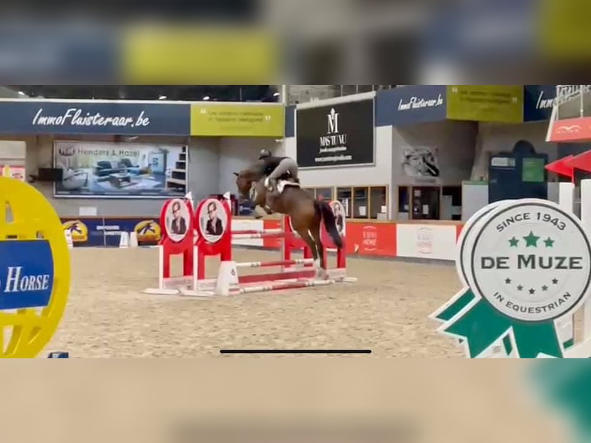 Oldenbourg Jument 9 Ans 172 cm Bai brun in Forville