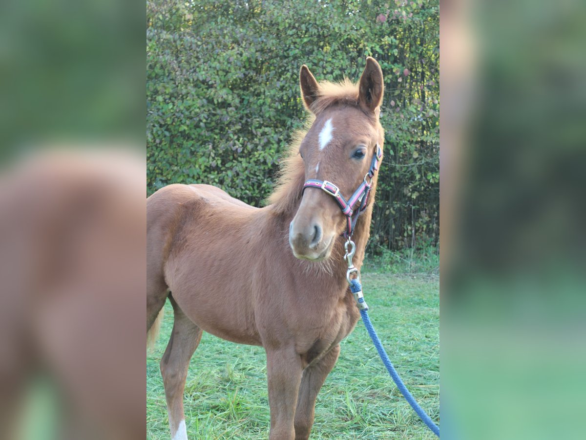 Oldenbourg Croisé Jument Poulain (05/2025) 165 cm Alezan in Zapfendorf Oldenbourg Croisé Jument Poulain (05/2025) 165 cm Alezan in Zapfendorf