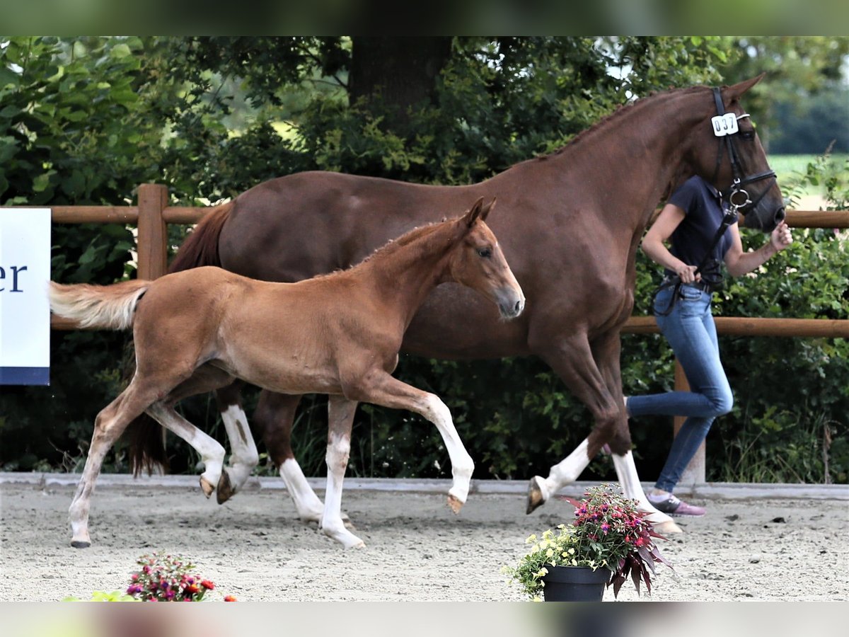 Oldenbourg Jument Poulain (04/2025) 167 cm Alezan in Wittmund