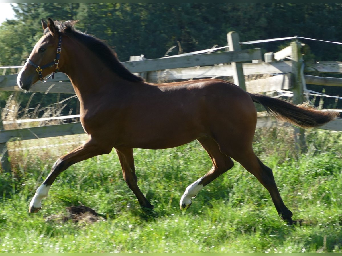 Oldenbourg Jument Poulain (02/2025) 169 cm Bai in Greifenstein
