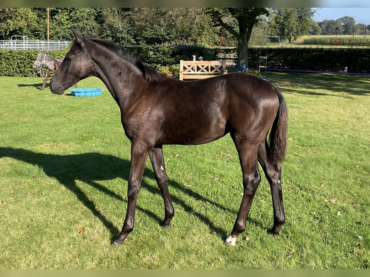 Oldenbourg Jument Poulain (04/2024) 170 cm Bai brun foncé in Löningen