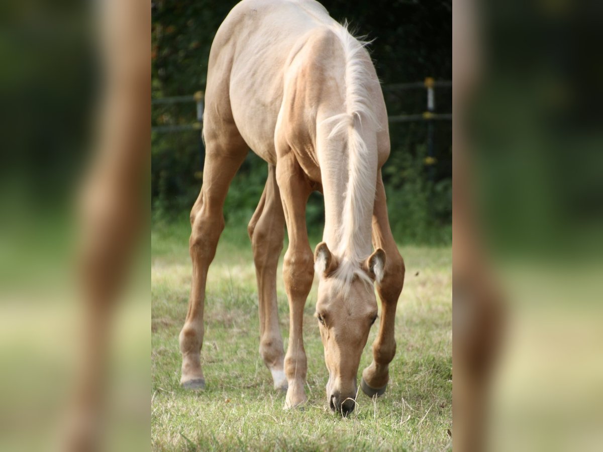 Oldenbourg Jument Poulain (06/2024) 170 cm Palomino in Stuhr