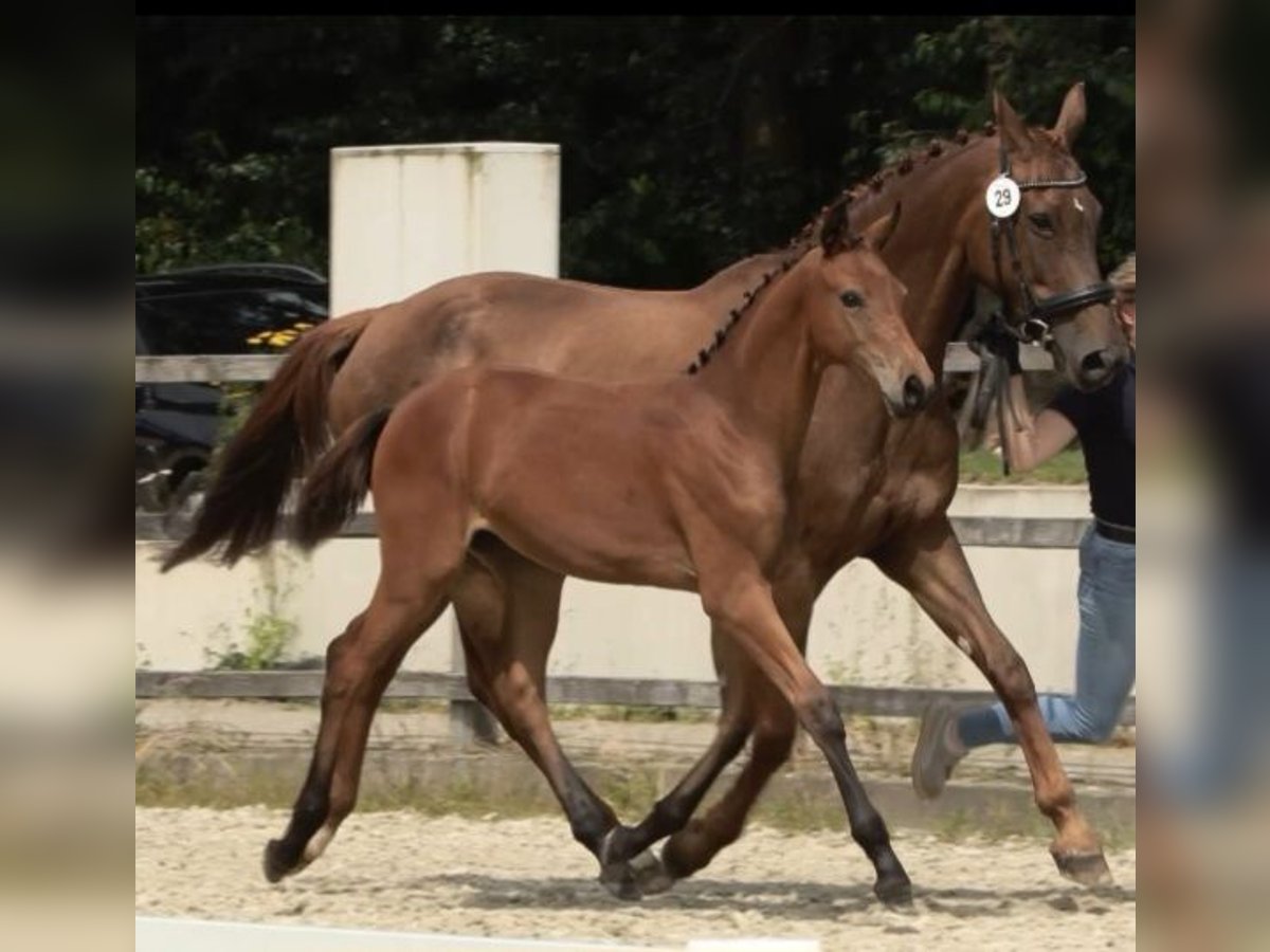 Oldenbourg Jument Poulain (03/2024) 172 cm Bai in Dötlingen