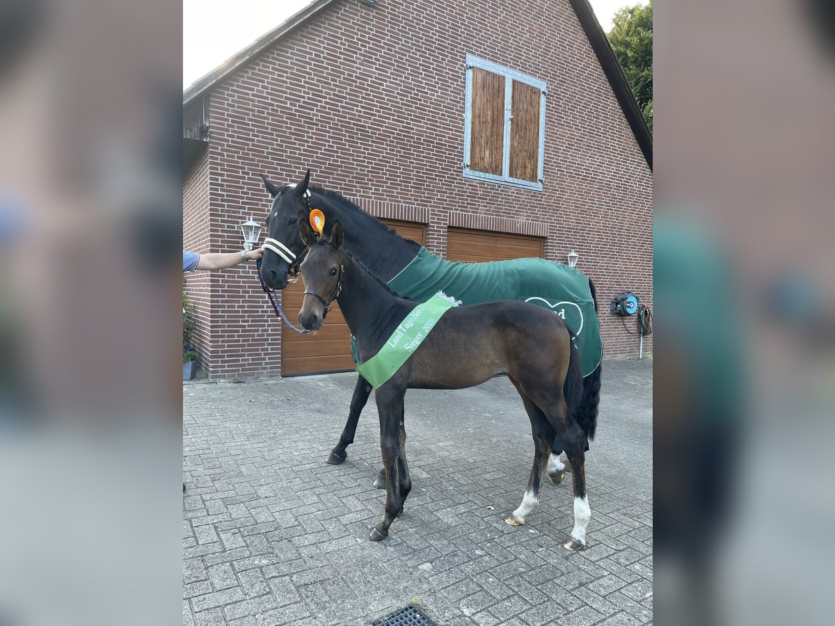 Oldenbourg Jument Poulain (05/2025) 172 cm Bai in Syke
