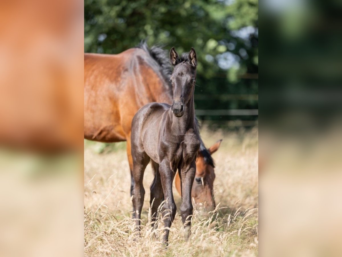 Oldenbourg Jument Poulain (06/2024) 172 cm Noir in Holtland