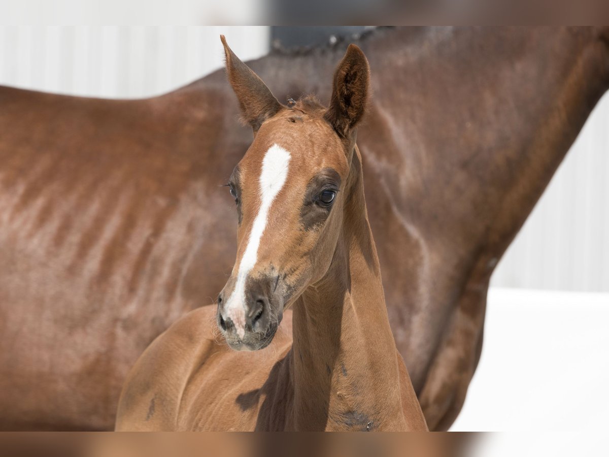 Oldenbourg Jument Poulain (05/2024) 174 cm Alezan brûlé in Belgern