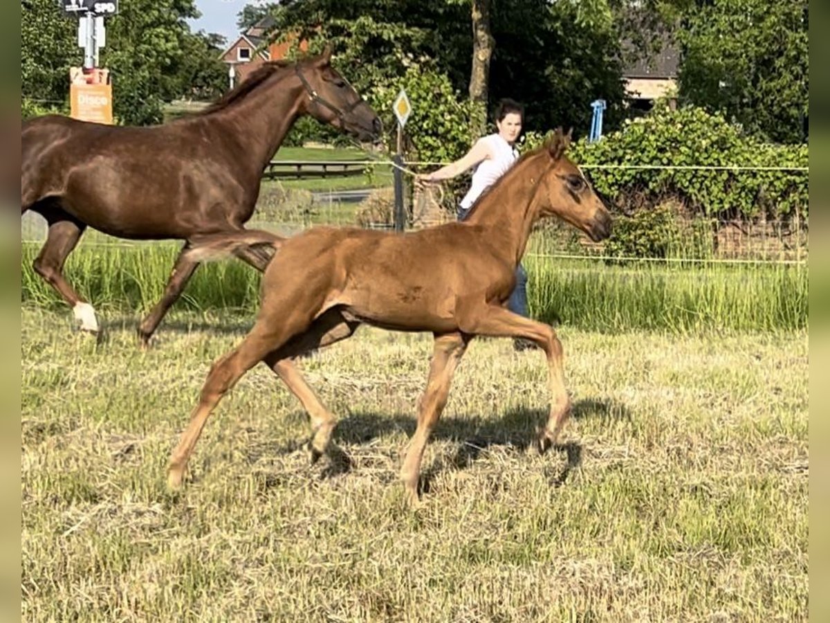 Oldenbourg Jument Poulain (04/2024) Alezan in Calberlah