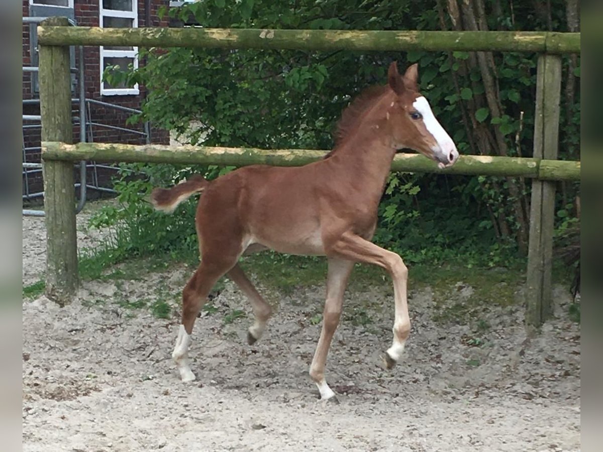 Oldenbourg Jument Poulain (04/2024) Alezan in Varel Dangastermoor