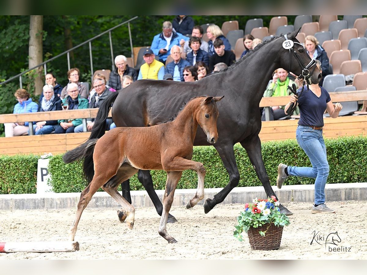 Oldenbourg Jument Poulain (05/2024) Bai brun in Wedemark