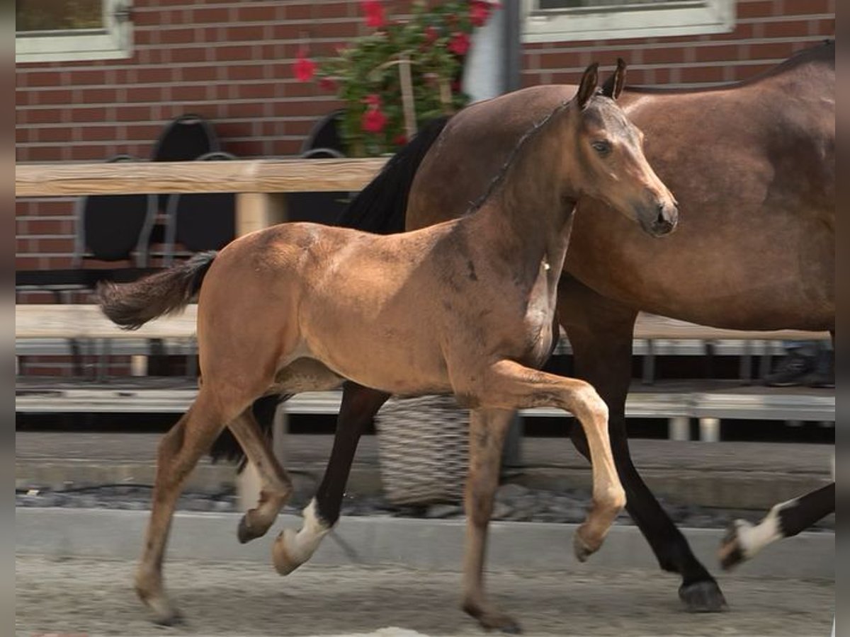 Oldenbourg Jument Poulain (05/2024) Bai brun in Emstek