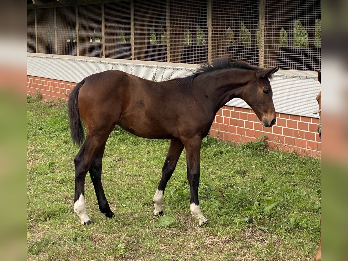 Oldenbourg Jument Poulain (05/2024) Bai brun in Garrel