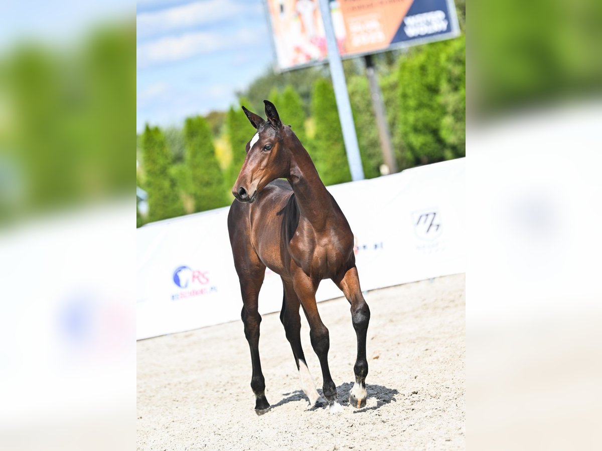 Oldenbourg Jument Poulain (05/2025) Bai brun foncé in Radostowice
