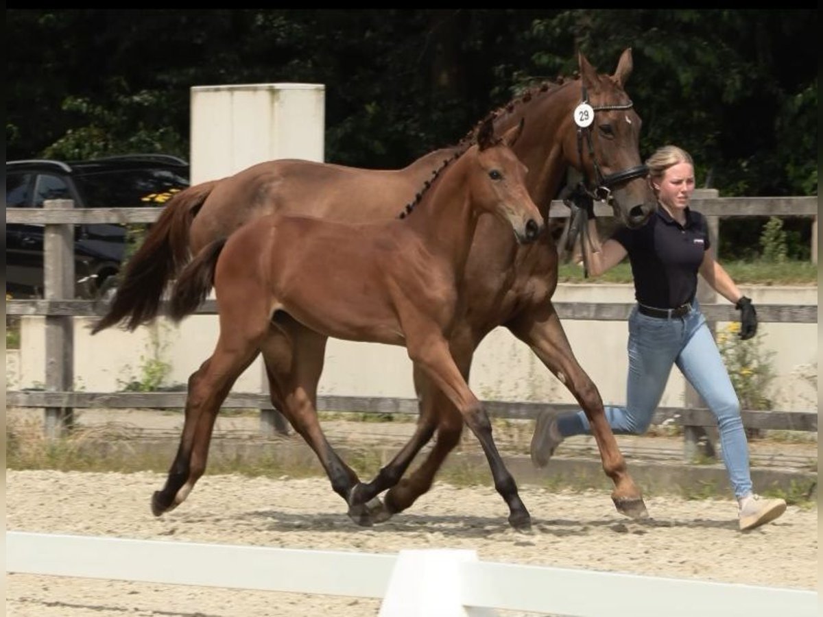 Oldenbourg Jument Poulain (03/2024) Bai in Hude (Oldenburg)