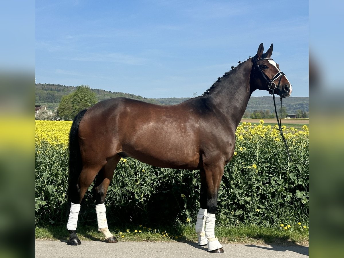 Oldenburg Castrone 10 Anni 170 cm Baio scuro in Riedlingen