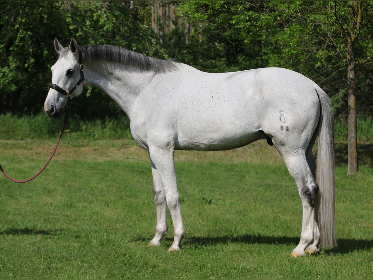 Oldenburg Castrone 10 Anni 172 cm Grigio in Alsóörs