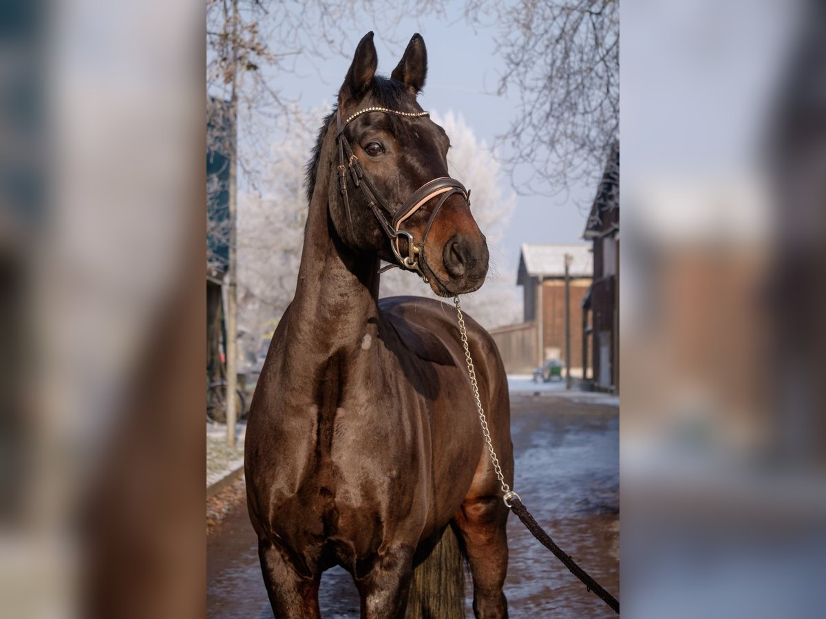 Oldenburg Castrone 10 Anni 175 cm Baio scuro in Ingelheim am Rhein