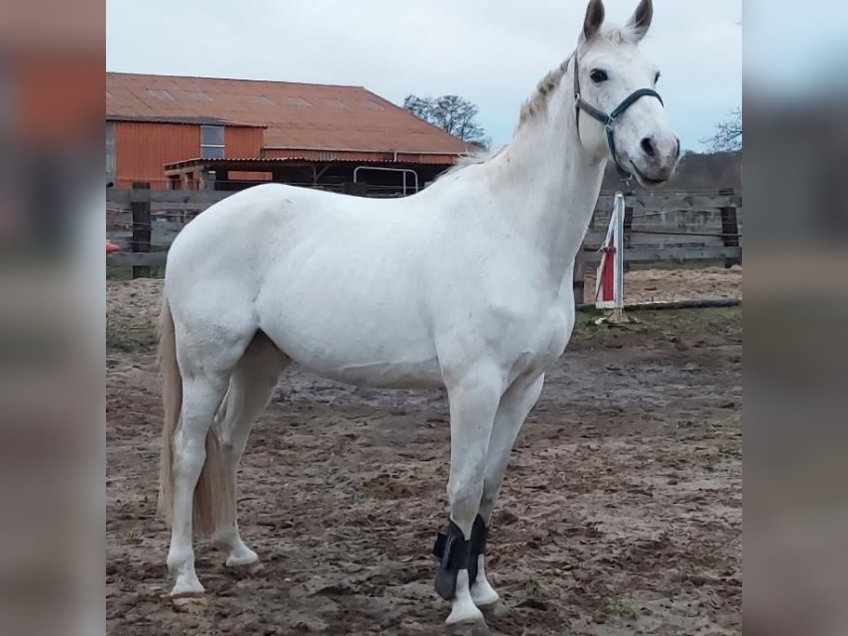 Oldenburg Castrone 11 Anni 165 cm Grigio in Freden (Leine)