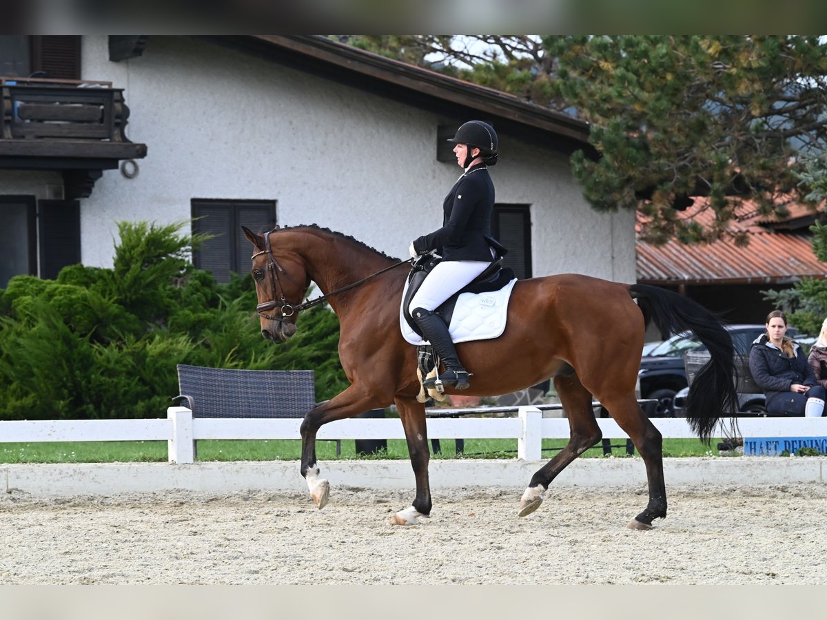 Oldenburg Castrone 11 Anni 170 cm in Schwechatbach Oldenburg Castrone 11 Anni 170 cm in Schwechatbach