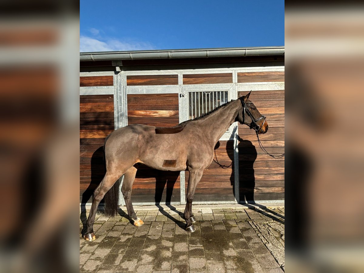 Oldenburg Castrone 11 Anni 173 cm Baio in Beggingen