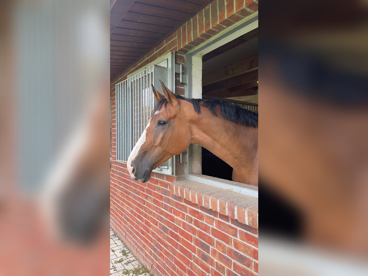 Oldenburg Castrone 12 Anni 180 cm Baio in Brechen