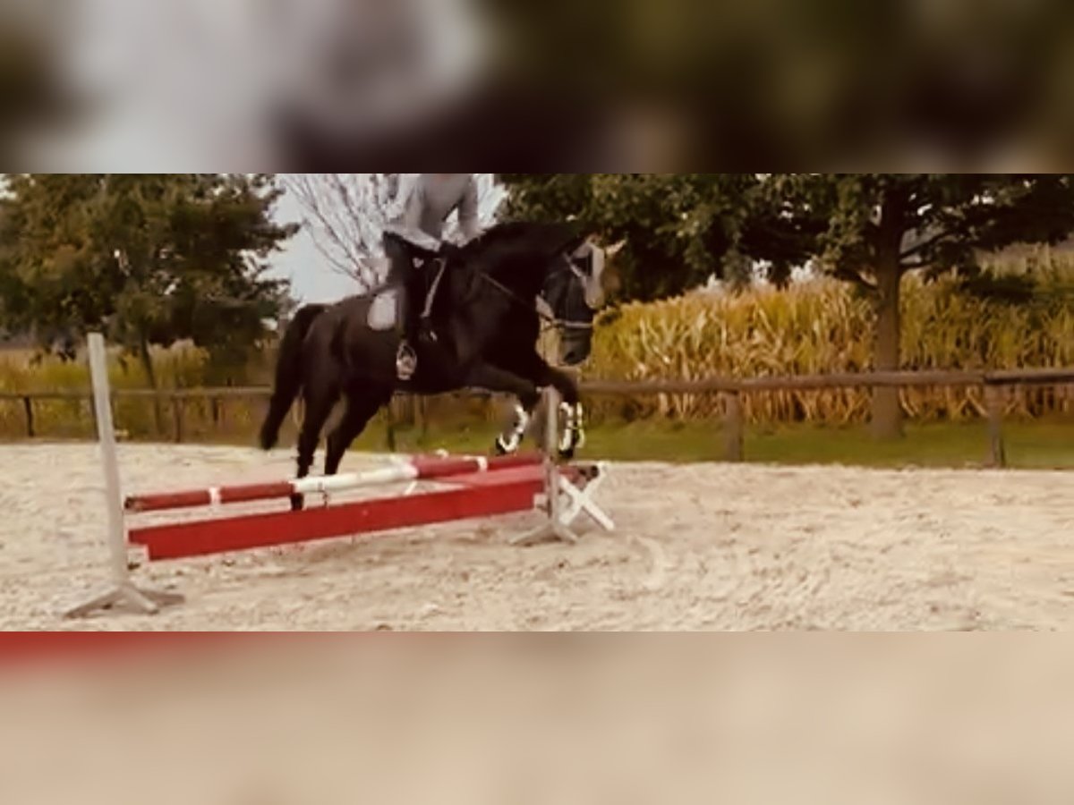 Oldenburg Castrone 13 Anni 175 cm Baio nero in Nienstädt Liekwegen Oldenburg Castrone 13 Anni 175 cm Baio nero in Nienstädt Liekwegen