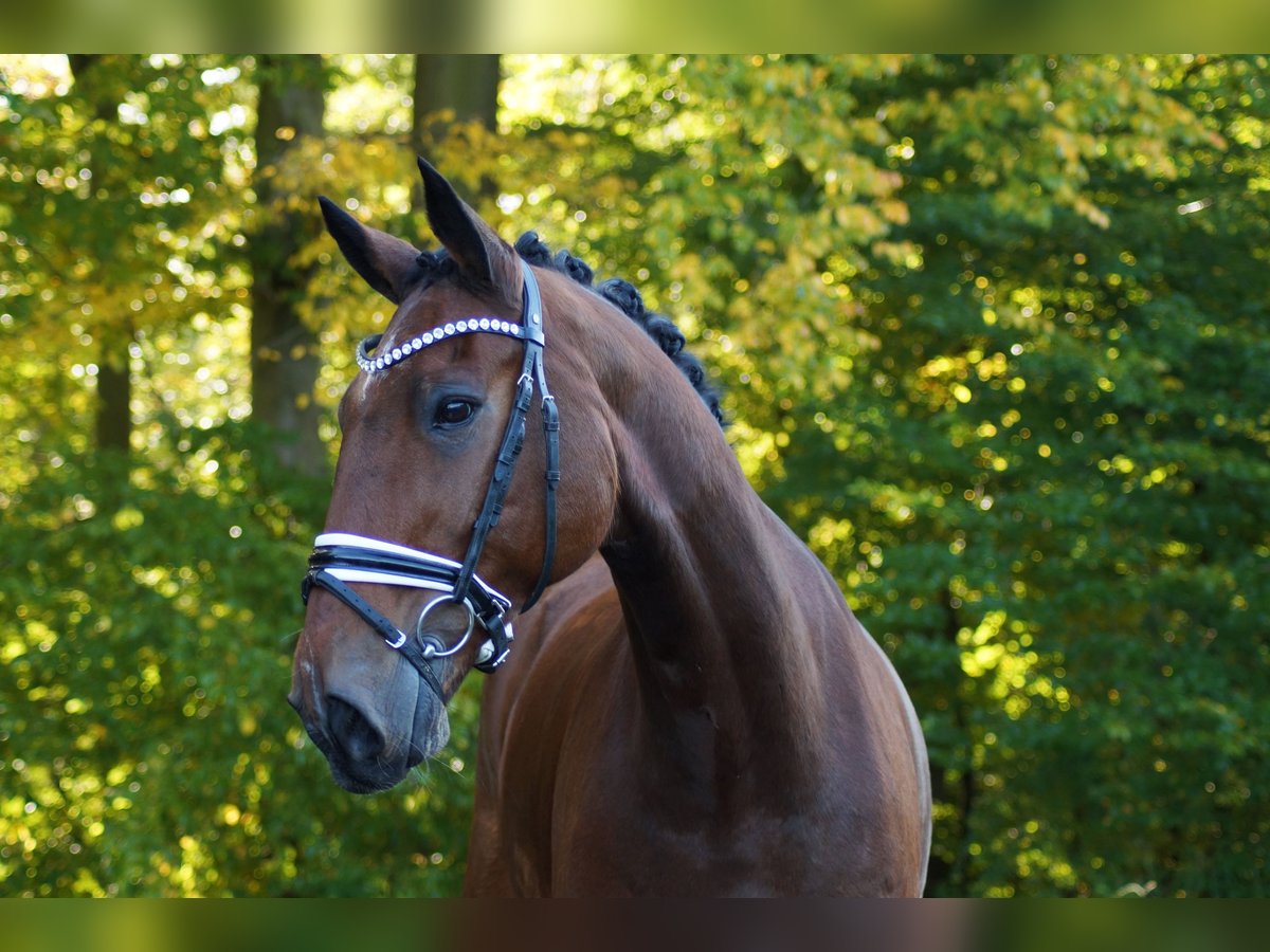 Oldenburg Castrone 14 Anni 172 cm Baio in Gleichen