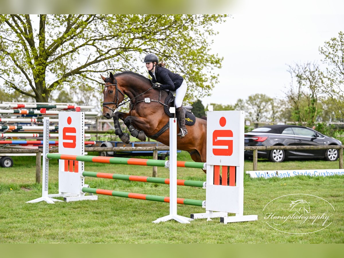 Oldenburg Castrone 14 Anni 173 cm Baio in Jork