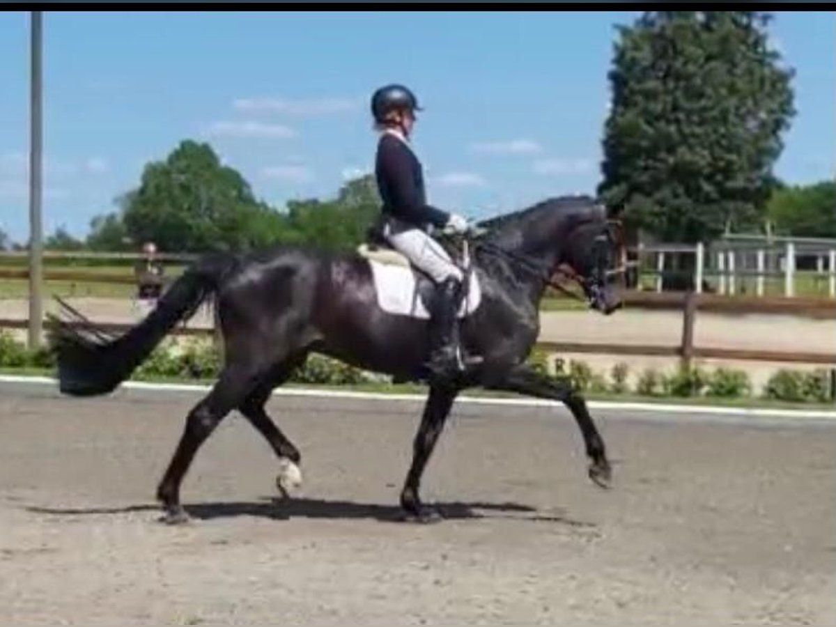 Oldenburg Castrone 14 Anni 174 cm Baio nero in Bassum