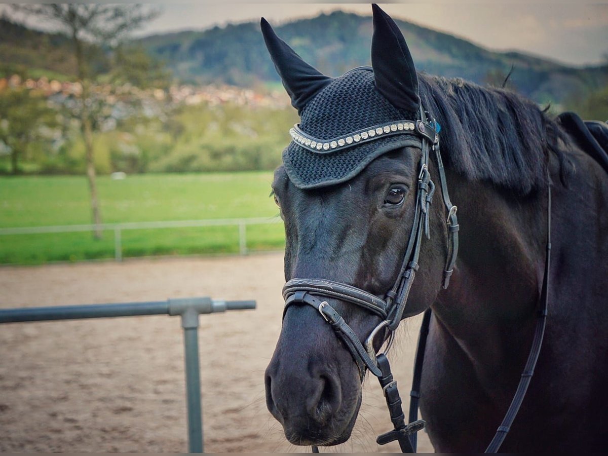 Oldenburg Castrone 16 Anni 164 cm Morello in Kehl