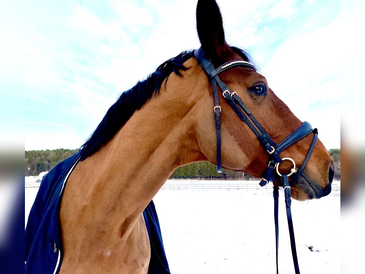 Oldenburg Castrone 16 Anni 176 cm Baio in Hitz