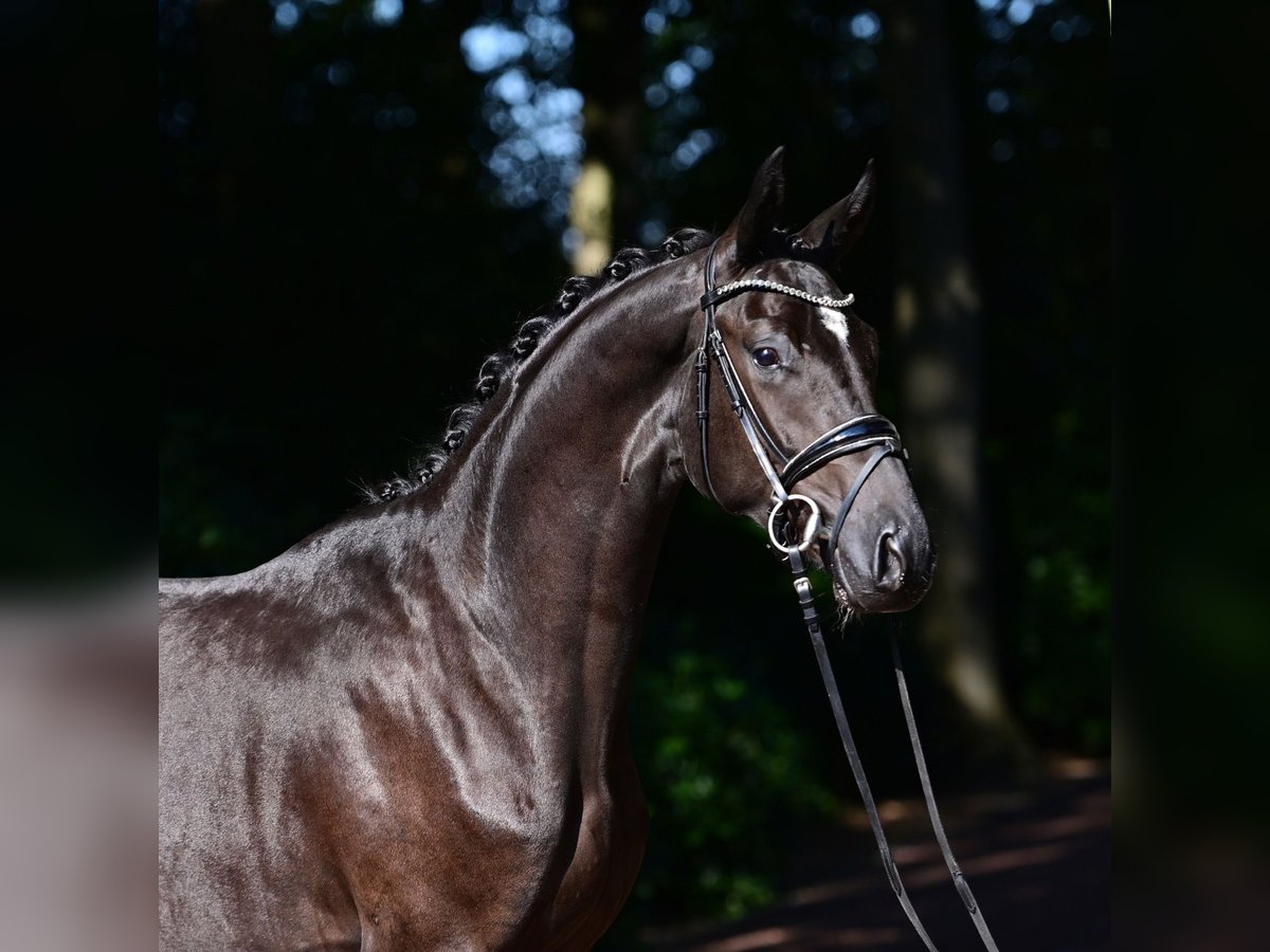 Oldenburg Castrone 2 Anni 168 cm Morello in Steinfeld (Oldenburg)