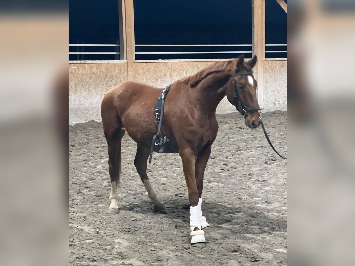 Oldenburg Castrone 2 Anni 170 cm Sauro in Neupotz