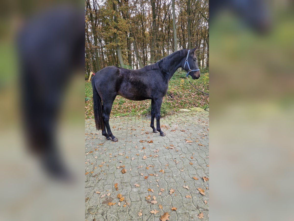 Oldenburg Castrone 2 Anni 172 cm Baio scuro in Lindern (Oldenburg)